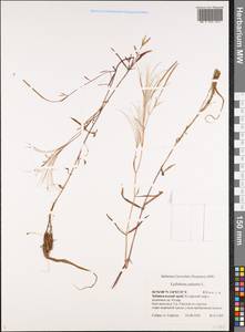 Epilobium palustre L., Siberia, Baikal & Transbaikal region (S4) (Russia)