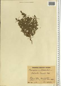 Climacoptera lanata (Pall.) Botsch., Eastern Europe, Lower Volga region (E9) (Russia)