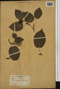 Alnus cordata (Loisel.) Duby, Botanic gardens and arboreta (GARD) (Switzerland)