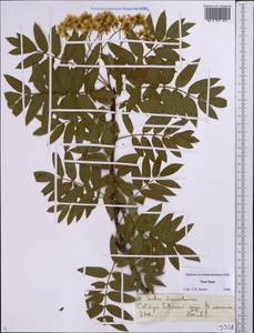 Sorbus tianschanica Rupr., Middle Asia, Northern & Central Tian Shan (M4) (Kazakhstan)