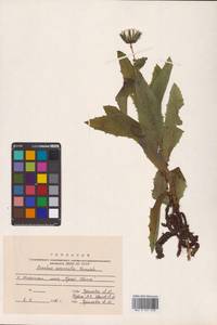 Sonchus brachyotus DC., Siberia, Russian Far East (S6) (Russia)