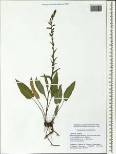 Campanula bononiensis L., Eastern Europe, Lower Volga region (E9) (Russia)