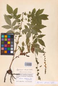Agrimonia procera Wallr., Eastern Europe, Belarus (E3a) (Belarus)