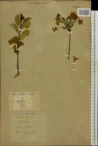 Prunus cerasus subsp. cerasus, Eastern Europe, Eastern region (E10) (Russia)