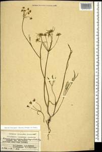 Bunium microcarpum (Boiss.) Freyn & Sint. ex Freyn, Caucasus, Armenia (K5) (Armenia)