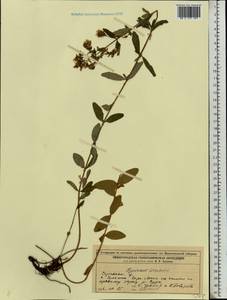 Hypericum hirsutum L., Eastern Europe, Volga-Kama region (E7) (Russia)