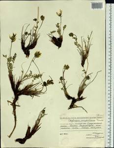 Oxytropis maydelliana Trautv., Siberia, Chukotka & Kamchatka (S7) (Russia)