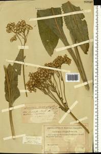 Senecio macrophyllus M. Bieb., Eastern Europe, Lower Volga region (E9) (Russia)