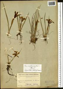 Iris ruthenica Ker Gawl., Siberia, Baikal & Transbaikal region (S4) (Russia)