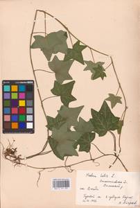 Hedera helix L., Eastern Europe, West Ukrainian region (E13) (Ukraine)