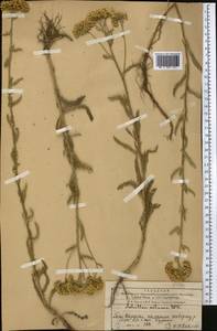 Achillea setacea Waldst. & Kit., Middle Asia, Western Tian Shan & Karatau (M3) (Kazakhstan)