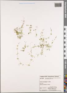 Galium trifidum subsp. trifidum, Siberia, Central Siberia (S3) (Russia)