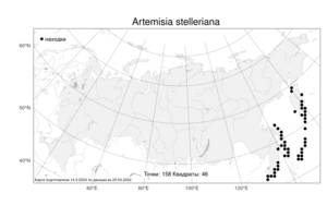 Artemisia stelleriana Besser, Atlas of the Russian Flora (FLORUS) (Russia)