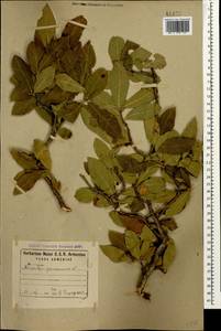 Mespilus germanica L., Caucasus, Armenia (K5) (Armenia)