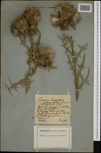 Cirsium eriophorum (L.) Scop., Western Europe (EUR) (Germany)