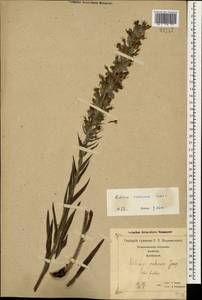 Pontechium maculatum (L.) Böhle & Hilger, Caucasus, Georgia (K4) (Georgia)