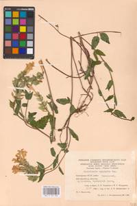 MHA 0 155 496, Scutellaria supina L., Eastern Europe, Eastern region (E10) (Russia)