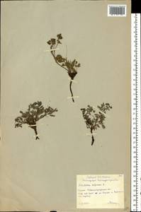 Sibbaldianthe bifurca subsp. bifurca, Eastern Europe, Lower Volga region (E9) (Russia)