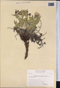 Chamaenerion latifolium (L.) Sweet, America (AMER) (Greenland)