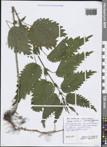 Urtica dioica L., Eastern Europe, Moscow region (E4a) (Russia)