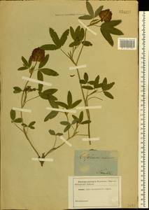 Trifolium medium L., Eastern Europe, Central forest region (E5) (Russia)