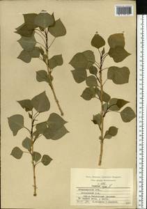 Populus nigra L., Eastern Europe, Central region (E4) (Russia)