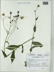 Crepis paludosa (L.) Moench, Western Europe (EUR) (Italy)