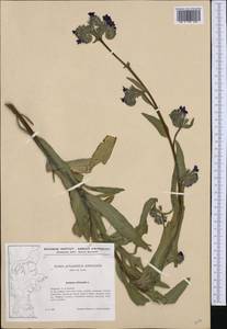 Anchusa officinalis L., Western Europe (EUR) (Denmark)