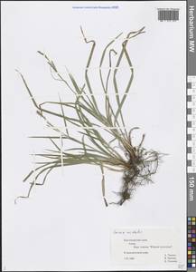 Carex michelii Host, Caucasus, Black Sea Shore (from Novorossiysk to Adler) (K3) (Russia)
