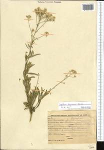 Lepidium ferganense Korsh., Middle Asia, Western Tian Shan & Karatau (M3) (Kyrgyzstan)