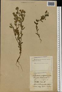 Pulicaria vulgaris Gaertn., Eastern Europe, Latvia (E2b) (Latvia)