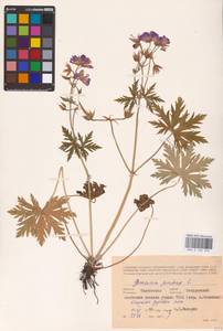 Geranium pratense L., Eastern Europe, Central forest-and-steppe region (E6) (Russia)