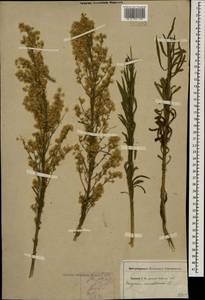 Erigeron canadensis L., Caucasus, North Ossetia, Ingushetia & Chechnya (K1c) (Russia)