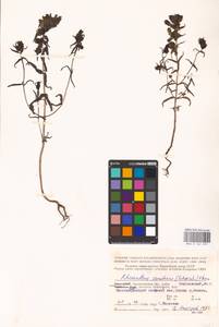 MHA 0 162 097, Rhinanthus serotinus var. vernalis (N. W. Zinger) Janch., Eastern Europe, Northern region (E1) (Russia)