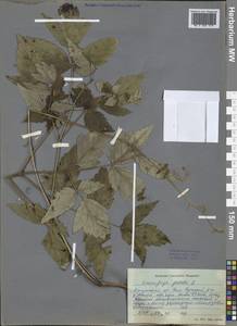 Actaea cimicifuga L., Siberia, Baikal & Transbaikal region (S4) (Russia)