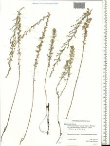 Artemisia austriaca Jacq., Eastern Europe, Central region (E4) (Russia)