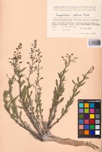 MHA 0 159 546, Scrophularia cretacea Fisch., Eastern Europe, Lower Volga region (E9) (Russia)