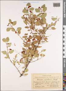 Lonicera korolkowii Stapf, Middle Asia, Western Tian Shan & Karatau (M3) (Kyrgyzstan)