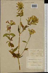 Saponaria officinalis L., Eastern Europe, South Ukrainian region (E12) (Ukraine)