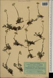 Antennaria caucasica Boriss., Caucasus, Dagestan (K2) (Russia)