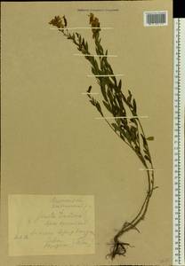 Genista tinctoria L., Eastern Europe, Belarus (E3a) (Belarus)