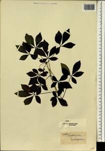 Eleutherococcus sieboldianus (Makino) Koidz., Botanic gardens and arboreta (GARD) (Russia)