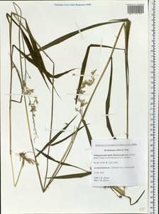 Spodiopogon sibiricus Trin., Siberia, Russian Far East (S6) (Russia)