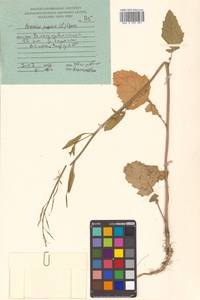 Brassica juncea (L.) Czern., Siberia, Russian Far East (S6) (Russia)