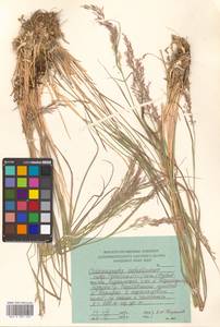 Calamagrostis sachalinensis F.Schmidt, Siberia, Russian Far East (S6) (Russia)