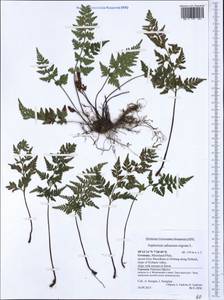 Asplenium adiantum-nigrum, Western Europe (EUR) (Germany)