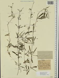 Galium spurium L., Eastern Europe, Eastern region (E10) (Russia)
