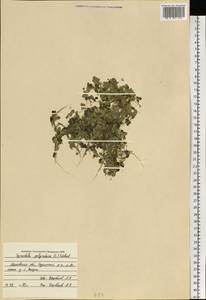 Spirodela polyrhiza (L.) Schleid., Eastern Europe, Moscow region (E4a) (Russia)