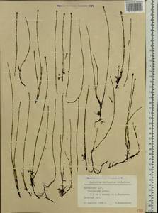 Equisetum variegatum Schleich. ex F. Weber & D. Mohr, Eastern Europe, Latvia (E2b) (Latvia)