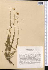 Tanacetum griffithii (C. B. Clarke) Muradyan, Middle Asia, Pamir & Pamiro-Alai (M2) (Uzbekistan)